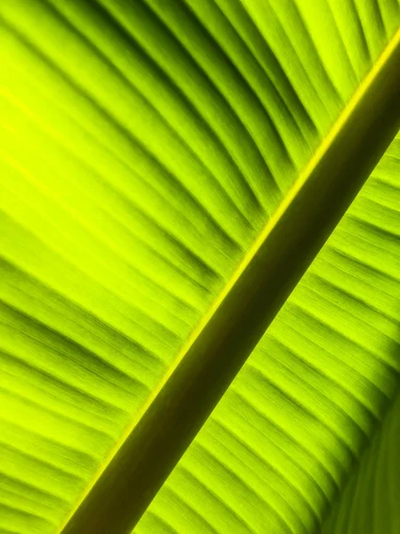 阳光下的条纹棕榈树叶, 特写, 背景. — 图库照片