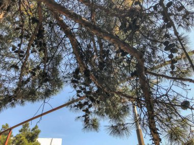 Gökyüzüne karşı koniler ile güzel eski kozalaklı. Alttan en üste göster