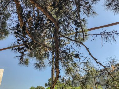 Gökyüzüne karşı koniler ile güzel eski kozalaklı. Alttan en üste göster