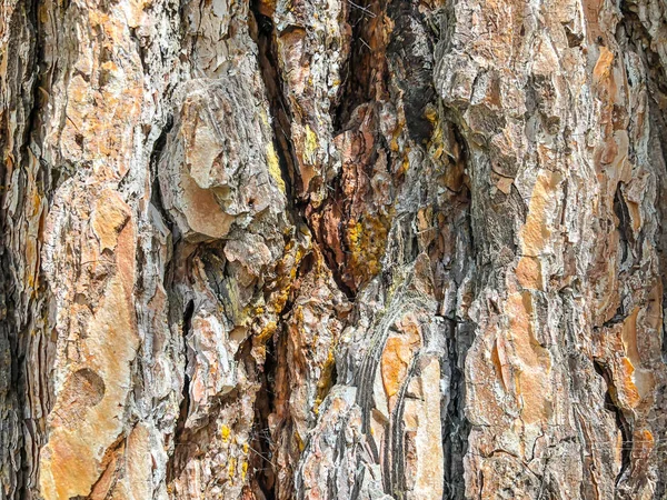 Gyönyörű régi fa az utcán. Textúra hátterét zár-megjelöl kilátás — Stock Fotó