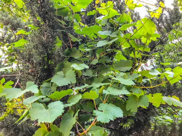 Виноградна лоза, листя винограду, виноград навесні на міському подвір'ї в сонячний день — стокове фото
