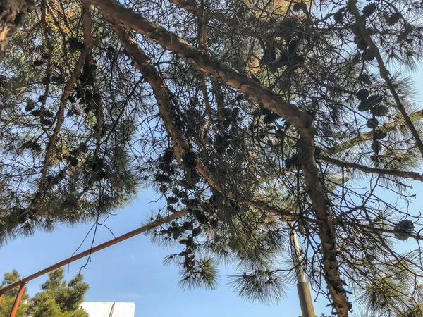 Gökyüzüne karşı koniler ile güzel eski kozalaklı. Alttan en üste göster