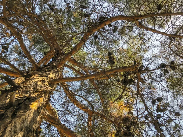 Gökyüzüne karşı koniler ile güzel eski kozalaklı. Alttan en üste göster
