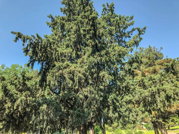 Beautiful spruce in the park against the sky.  Close up shot of evergreen tree — Stock Photo, Image