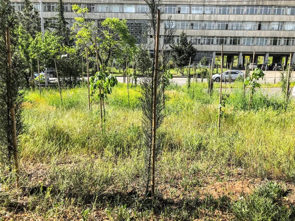 Tiflis, Gürcistan--17 Mayıs 2018: Ivane Javakhishvili Tiflis Devlet Üniversitesi binasının görünümü. Şehir ilkbaharda