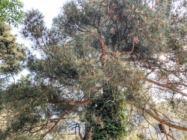 Güzel ağaçlar ve bahçedeki eski kozalaklı. Alttan en üste göster.