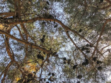 Gökyüzüne karşı koniler ile güzel eski kozalaklı. Alttan en üste göster