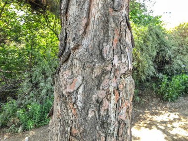 Sokakta güzel eski ağaç. Doku arka görünümü kapatmak