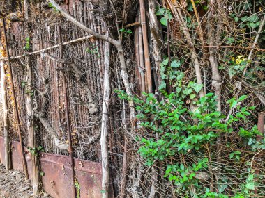 Metal mesh ve Ivy çalılar, bahçedeki yuvarlak ağaçlar ile büyümüş bir küçük kapı ile ahşap çit