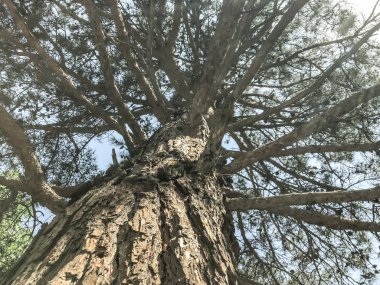 Parkta güzel eski kozalaklı. Alttan en üste göster.