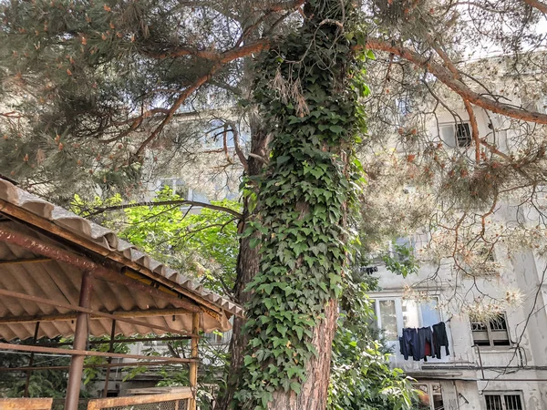 Hermosos árboles de flores y coníferas viejas en el patio. Vista desde abajo hacia arriba . —  Fotos de Stock