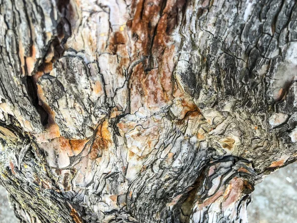 Prachtige oude boom in de straat. Close-up van textuur achtergrond — Stockfoto