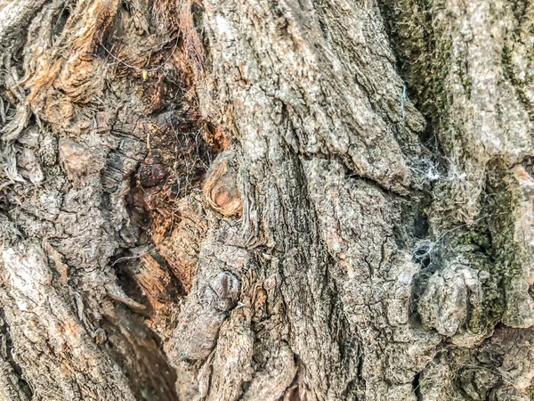 Prachtige oude boom in de straat. Close-up van textuur achtergrond — Stockfoto