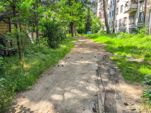 Солнечный день в городском жилом дворе. Сосновые шишки упали на землю с сосны . — стоковое фото