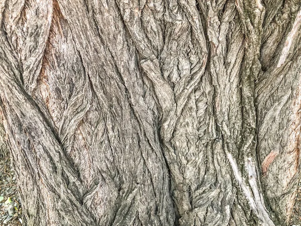 Hermoso árbol viejo en la calle. Textura fondo vista de cerca —  Fotos de Stock