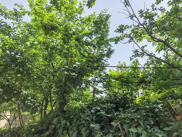Зелені дерева, кущі і рослини на міському подвір'ї в день суні. Крупним планом постріл . — стокове фото