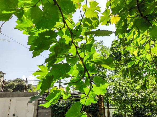 Vinná réva, hrozny listy, hrozny na jaře v městské zahradě za slunečného dne — Stock fotografie