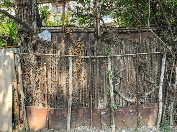 Metal mesh ve Ivy çalılar, bahçedeki yuvarlak ağaçlar ile büyümüş bir küçük kapı ile ahşap çit — Stok fotoğraf