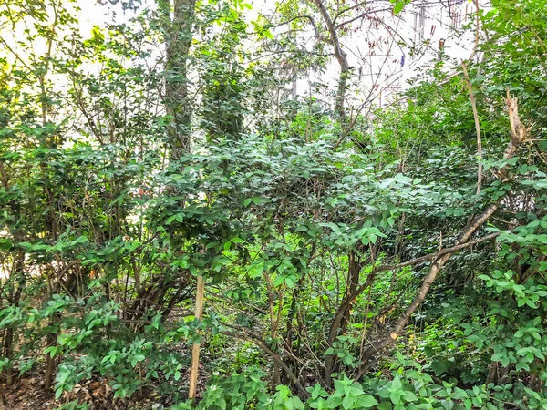 Arbres à fleurs vertes dans la cour de la ville par temps ensoleillé. Gros plan — Photo