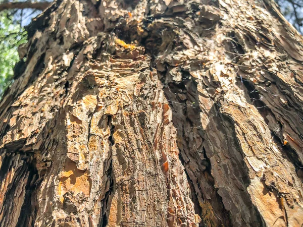 Hermoso árbol viejo en la calle. Textura fondo vista de cerca —  Fotos de Stock