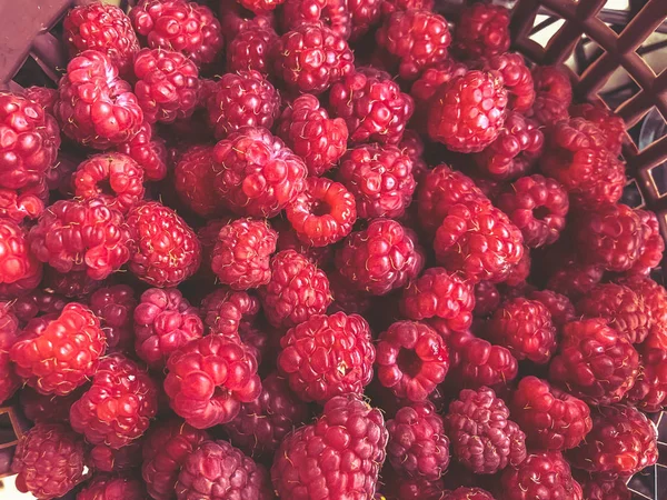 Frambuesas frescas y dulces de jardín maduro. Fruta, vitaminas. Comida saludable de verano —  Fotos de Stock