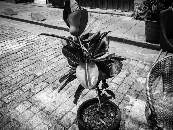 Kwiat w doniczce stoi na ziemi w pobliżu kawiarni — Zdjęcie stockowe