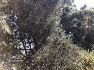 Yeşil arka plan olarak iğne çam köknar ağacı