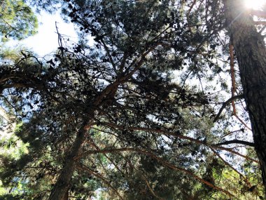 Ağaç üstleri güneş tarafından aydınlatılmış. Yaz saati ağaç