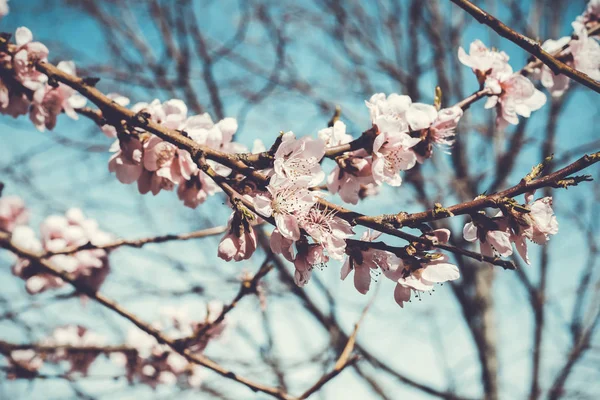樱花树枝芽在绽放背景作为美丽的春天花 — 图库照片