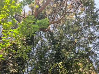 Yeşil çiçeği ağaçlar ve bitkiler suny gün şehir bahçesinde. Atış kapatın