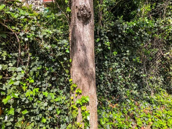 Flor verde árboles y plantas en el patio de la ciudad en el día soleado. Primer plano. —  Fotos de Stock