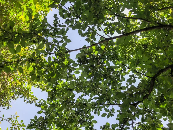 Yeşil çiçeği ağaçlar suny gün şehir bahçesinde. Atış kapatın