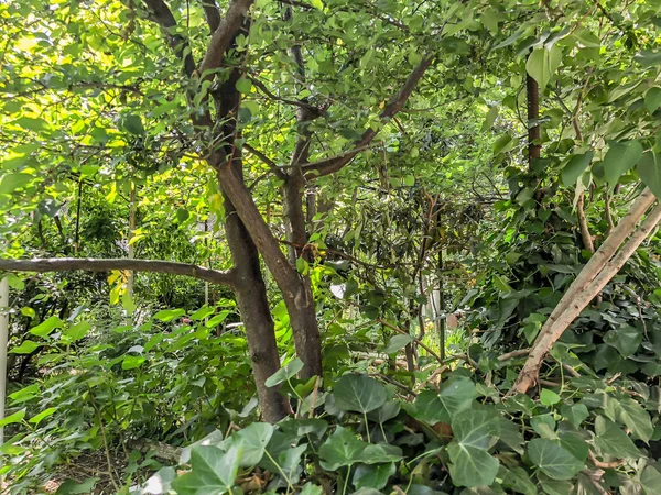 Grüne Bäume, Sträucher und Pflanzen im Innenhof der Stadt an sonnigen Tagen. Nahaufnahme. — Stockfoto