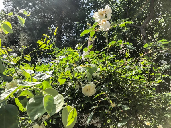Roses blanches et feuilles vertes dans la cour par temps ensoleillé. Gros plan . — Photo