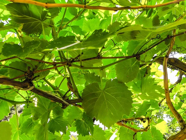 Vitigno, foglie d'uva, uva in primavera in un cortile della città in una giornata di sole — Foto Stock