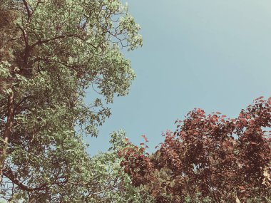 Kentin yeşil çiçeği ağaçlar gökyüzü suny gün agains bahçesinde. Atış kapatın