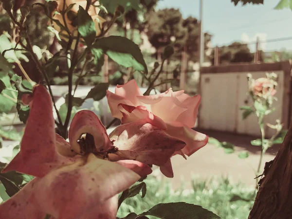 Róż pomarańczowy i zielony liści w stoczni w dzień suny. Strzał z bliska. — Zdjęcie stockowe