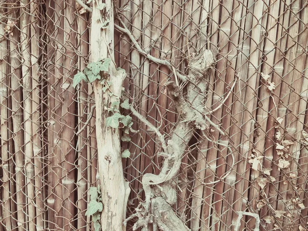 Metallnät och trä staket med en grind som övervuxna med murgröna buskar. Nära upp skott — Stockfoto
