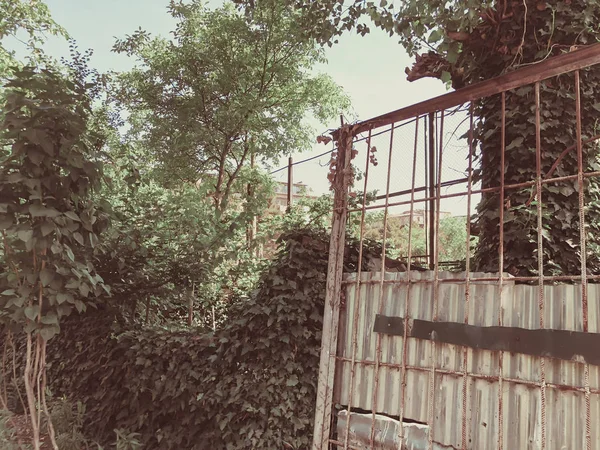 Cerca de malha de metal com um postigo coberto com arbustos de hera — Fotografia de Stock