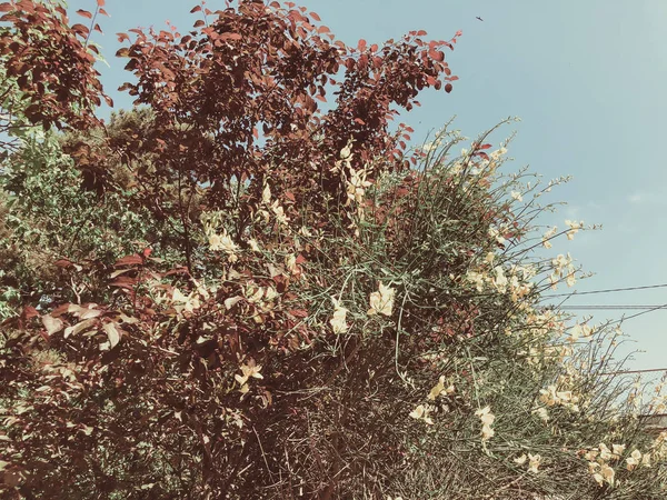 Green blossom trees in the city yard in suny day agains the sky. Close up shot — Stock Photo, Image