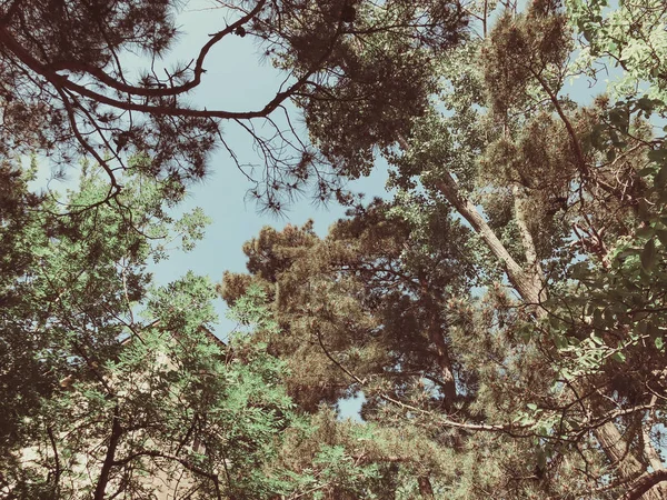 公園に松や桜木が美しい。下から上を見る. — ストック写真