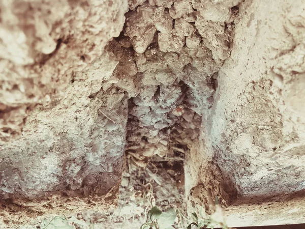 Textur - gelockerte Betonmauer mit kleinen grünen Blüten auf der Straße. Nahaufnahme. — Stockfoto