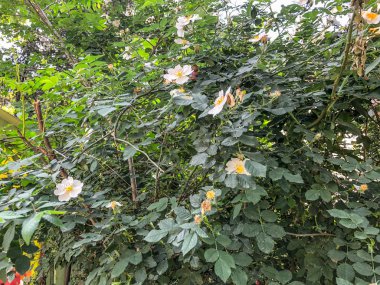 Güneş gün içinde şehir bahçesinde yeşil çiçeği çalılar gökyüzü agains. Çekim yakın