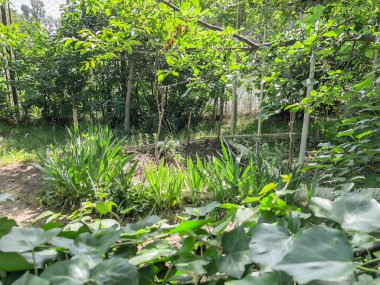 Yeşil ağaçlar, çalılar ve bitkiler suny gün şehir bahçesinde. Atış kapatın.