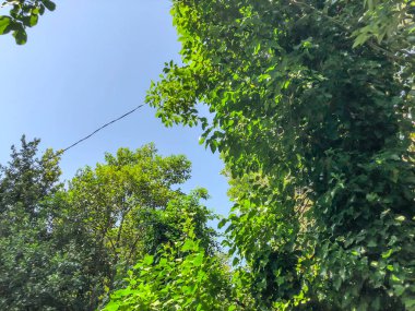 Yeşil çiçeği ağaçlar suny gün şehir bahçesinde. Atış kapatın