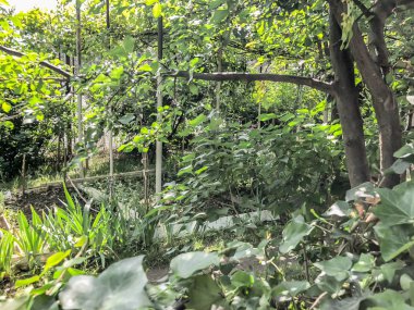 Yeşil ağaçlar, çalılar ve bitkiler suny gün şehir bahçesinde. Atış kapatın.