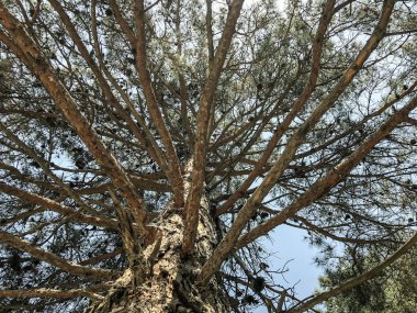 Parkta güzel eski kozalaklı. Alttan en üste göster.