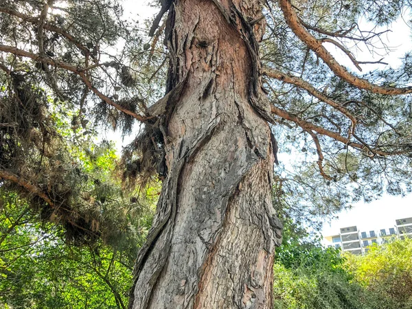 Hermosa conífera vieja contra el cielo. Vista de cerca tronco de un pino con strobiles . —  Fotos de Stock