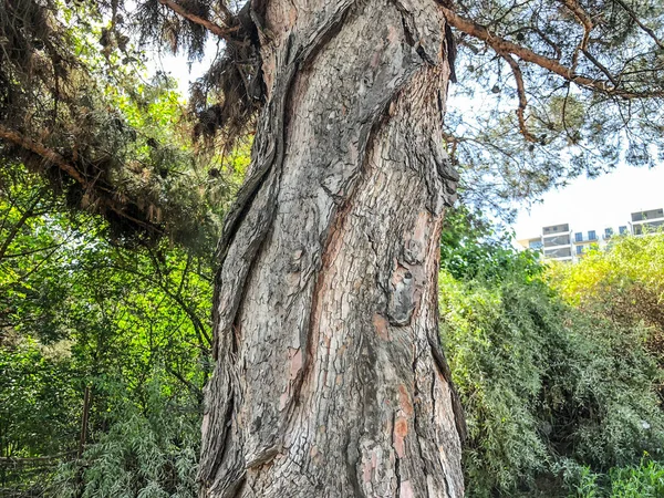 Hermosa conífera vieja contra el cielo. Vista de cerca tronco de un pino con strobiles . —  Fotos de Stock