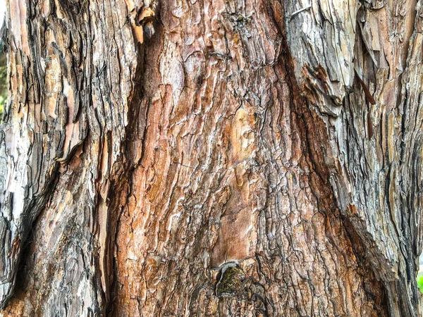 Bela árvore velha na rua. Textura fundo close up vista — Fotografia de Stock